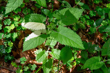 Variegation . Panaschierung . Salvia glutinosa . Botanik . Botany . Genetik . Genetik