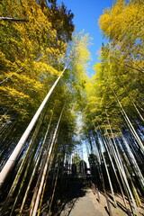 竹林道