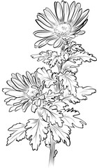 Bouquet of chrysanthemums line drawing vector