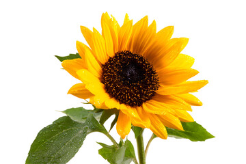 Vibrant sunflower with bright yellow petals, showcasing natural beauty, perfect for floral themes or cheerful designs. Isolated on white background or PNG