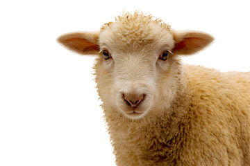 Naklejka premium Young fluffy lamb looking curiously at the viewer, soft wool texture, embodying innocence and pastoral charm, with space for text. Isolated on white background or PNG