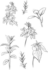 Set of herbs hand drawn vector