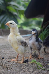 Two young, fluffy chicks, one light yellow and one mottled dark, stand on sandy ground with green foliage in the background.