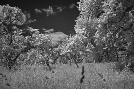 infrared image of a group of trees