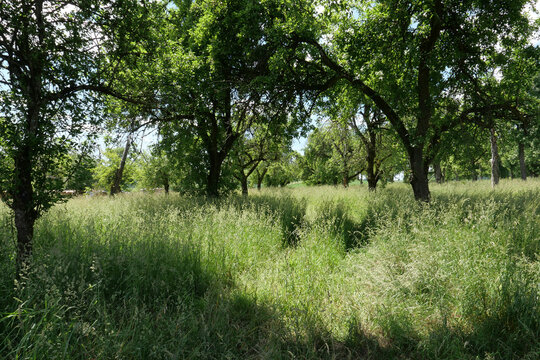   image of a group of trees