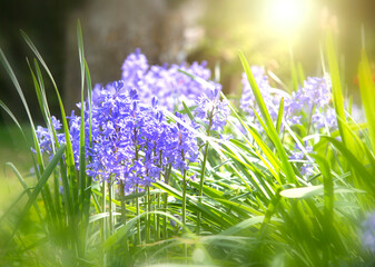 Field of Blooming Flowers called Two Leaf Squill