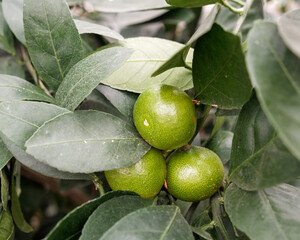 green tangerine