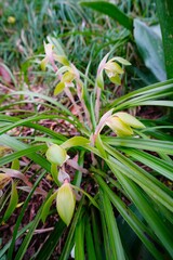 Obraz premium シュンラン