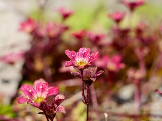 Flowers of the mossy saxifrage (Saxifraga × arendsii), a cultivar group Saxifraga Mossy Group. A complex crossbred of Saxifraga moschata, Saxifraga rosacea, and Saxifraga granulata. Sweden