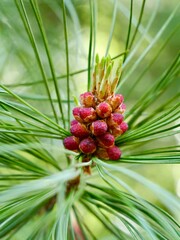 Close up of the flowering pine cones and cones of the  Siberian pine (Pinus sibirica). Sweden