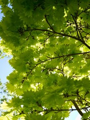 Fototapeta premium Tree of the Shirasawa maple (Acer shirasawanum) 'Aureum' or fullmoon maple in the park; the lighter-coloured A. shirasawanum cultivar 'Aureum'. Sweden