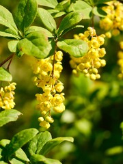Yellow flowers of the Korean barberry (Berberis koreana) endemic to Korea. Ornamental bush with edible berries and medicinal use. Sweden