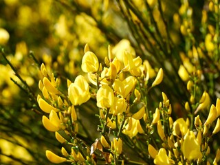 Flowering of the Pyrenean broom (Cytisus oromediterraneus, syn. Cytisus purgans), is a shrub...