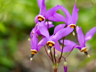 Flowers of the shooting star (Primula meadia, syn. Dodecatheon meadia), eastern shooting star,...