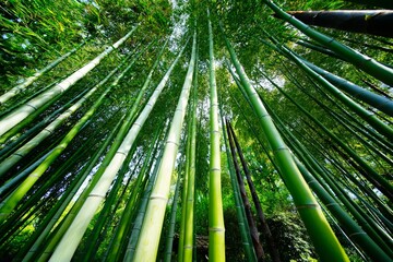 竹林