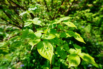 ハナイカダの花