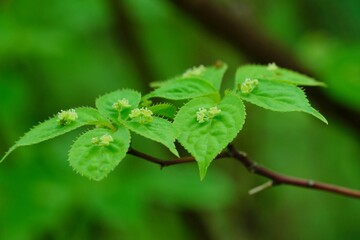 ハナイカダの花