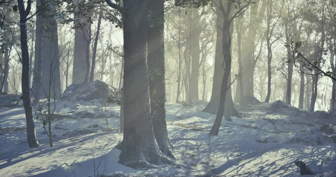 Soft light shines through snow dusted trees in a peaceful winter forest at dawn, highlighting the serene beauty of nature during a quiet morning.
