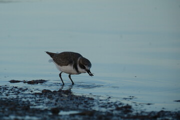 Kentish plover catching bug in the water