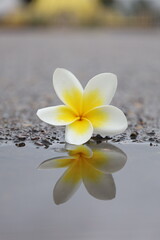 White frangipani blossoms on wood, exuding tropical beauty and the essence of a relaxing spa, champa lao