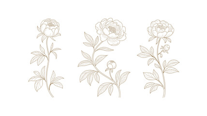 Elegant line art peonies botanical illustration set