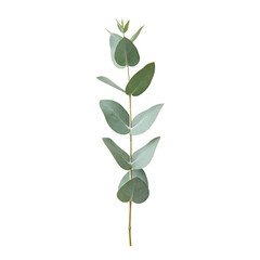 Obraz premium Eucalyptus Leaf Branch Minimal