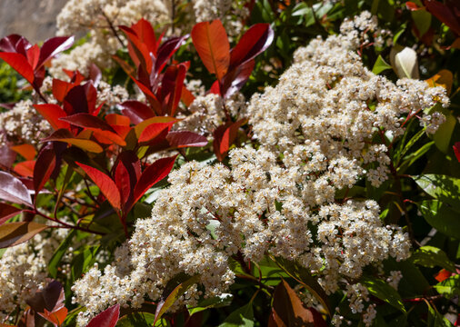 Hojas  e inflorescencias de Photinia x fraseri   (fotinia)
