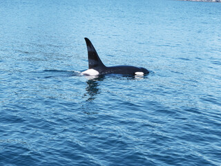 Obraz premium Killer Whale