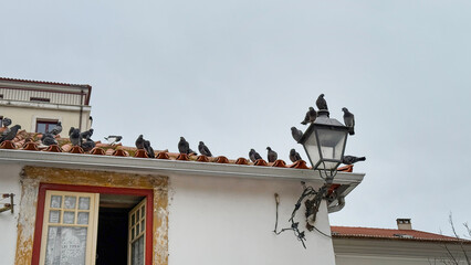 Pigeons squabble atop a red-tiled roof under a brooding sky, evoking Dia de San Estevan and peace symbolism