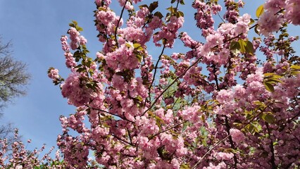 Blooming pink sakura blossoms dance under azure sky, celebrating Hanami and Pink Moon, whispering ephemeral beauty's fleeting charm