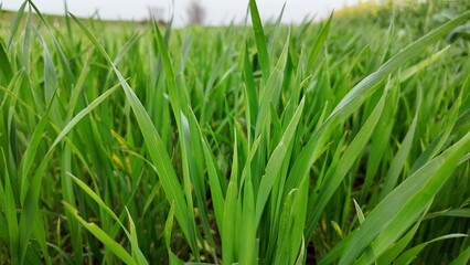 Lush emerald grass blades whisper underfoot, embodying Beltane's verdant renewal and a serenity garden's secretive allure