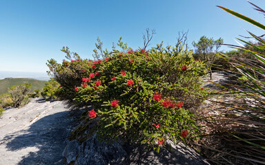 Beaufortia cyrtodonta growing near the Bluff Knoll walking track, Stirling Range Mountains, Western...