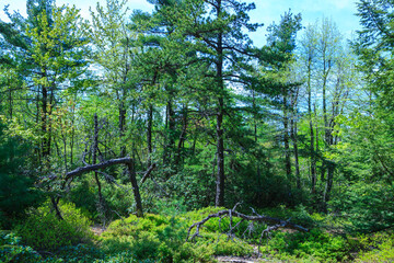 Dense thickets of different types of shrubs and trees in the mountains among the coniferous forest in Appalachian Trail, New Jersey
