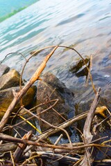 Twigs and rocks partially submerged in clear, rippling lake water create a textural shoreline scene, with the water extending beyond.