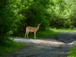 white tailed deer