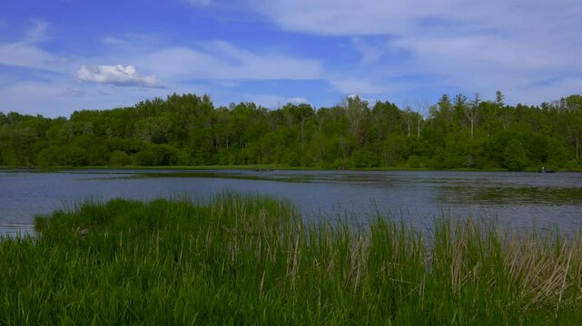 A river running through a forest