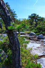Old dry wind-twisted tree on rocky cliffs in the mountains in a coniferous forest in Appalachian Trail, New Jersey