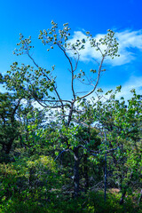 Flowering plants in the mountains, Appalachian Trail, New Jersey