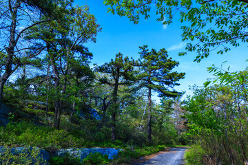 Curved green low coniferous trees growing on rocky cliffs in the mountains in spring, Appalachian Trail, New Jersey USA