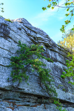 Growing from a crack in the rocks, a coniferous pine tree in