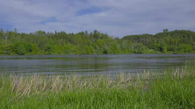 A river running through a forest
