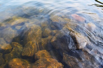 Clear water with gentle ripples flows over a bed of diverse rocks and stones, revealing their earthy tones and textures beneath the surface.