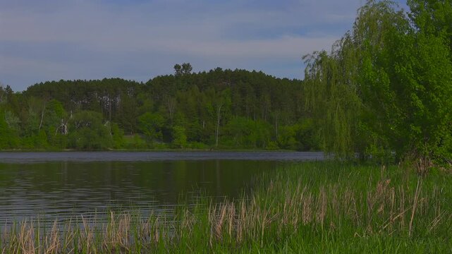 A river running through a forest