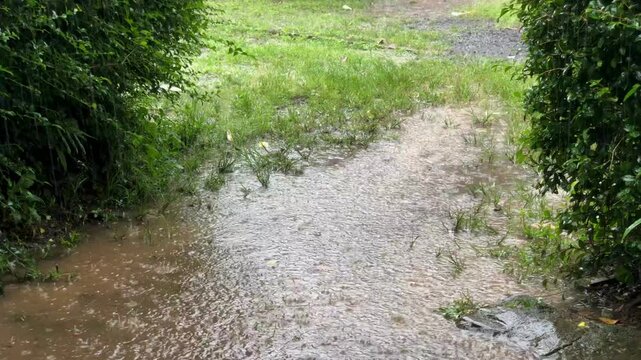 A quiet muddy path in a rural garden, captured during gentle rainfall. Water puddles reflect light as raindrops ripple. Surrounded by lush green bushes and wet grass, evoking calm and freshness.