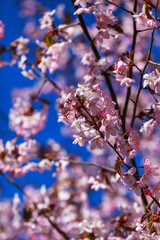 Blooming sakura tree with pink petals, springtime background, close-up