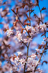 Blooming sakura tree with pink petals, springtime background, close-up