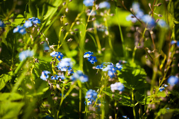 Beautiful soft forget-me-nots in green grass on a sunny day