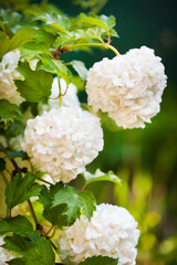 White Viburnum  in the shape of balls bush, blooming green shrub ornamental garden