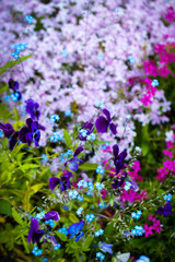Beautiful soft forget-me-nots and violet pansies in green grass on a sunny day, soft focus