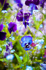 Beautiful soft forget-me-nots and violet pansies in green grass on a sunny day, soft focus